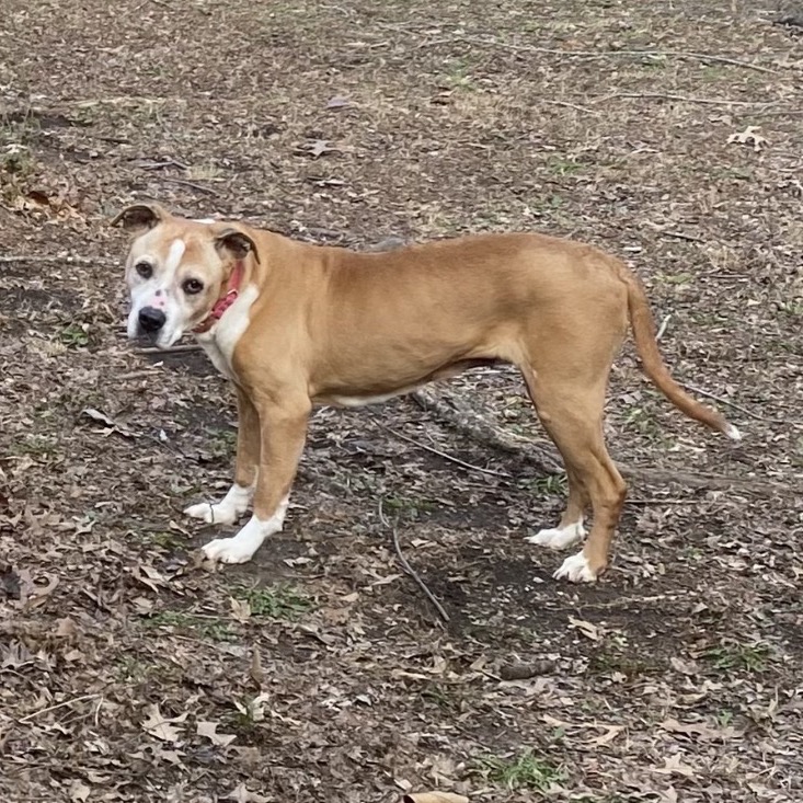 Cinnamon, photo 5 of 8