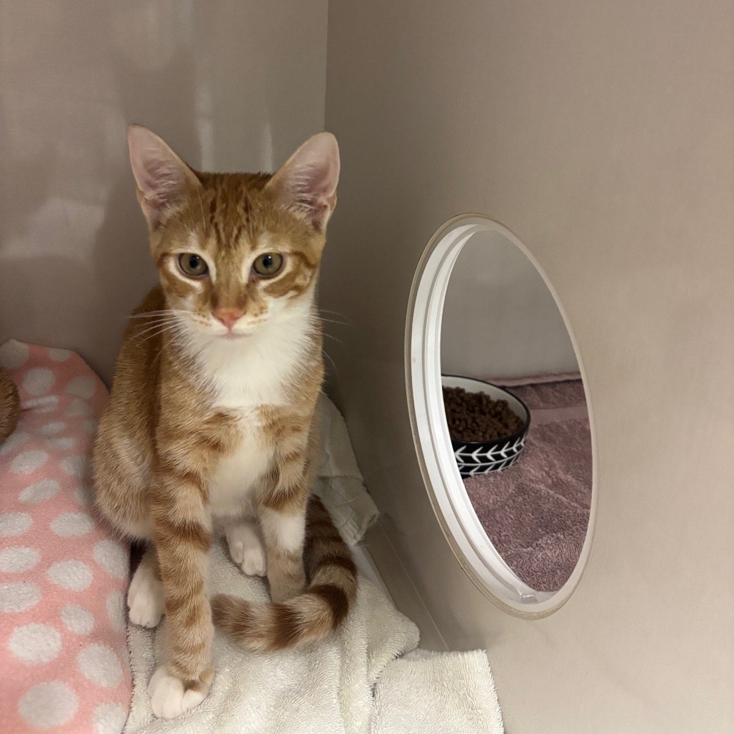 Archie - Domestic Shorthair