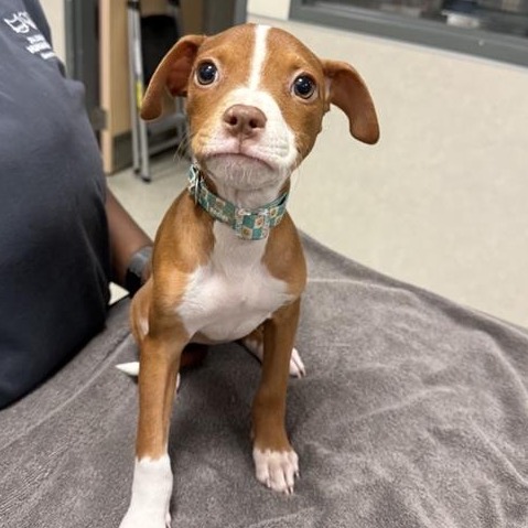 Mixed Breed