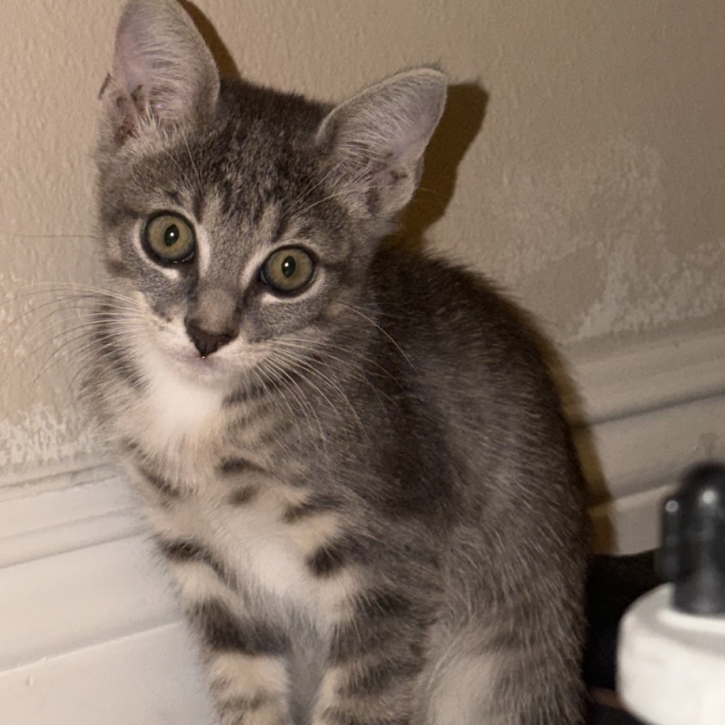 Ash, photo 2