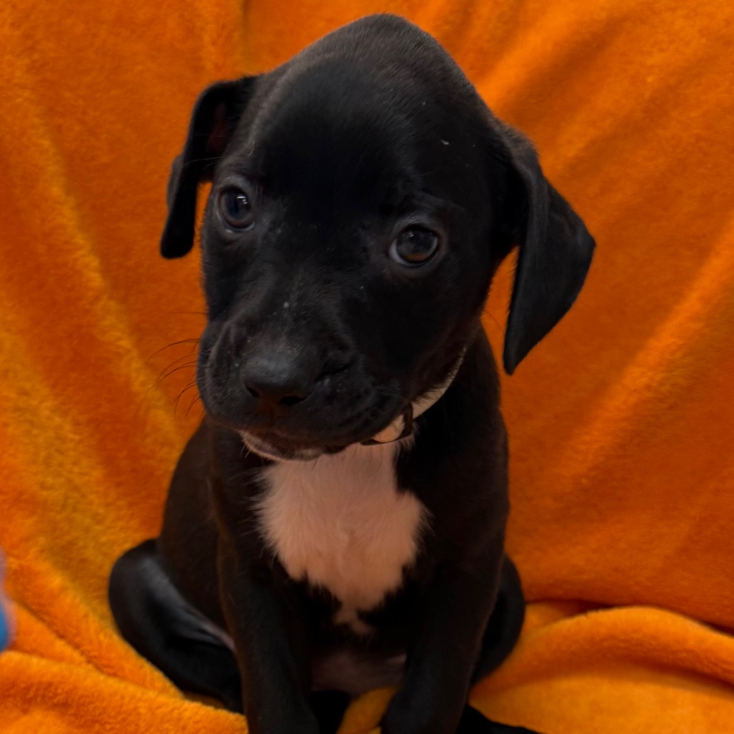 Black Retriever, Black Labrador/Mixed Breed (Medium) Dog