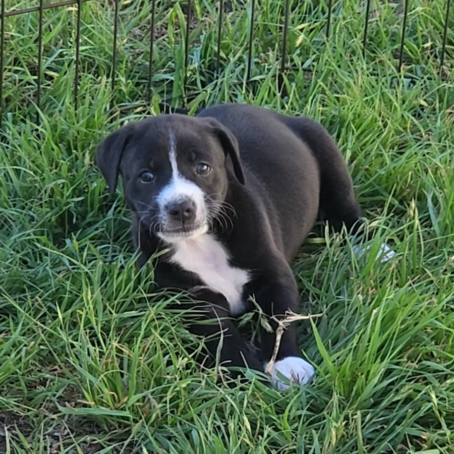 Cocoa Puff — thumbnail 4