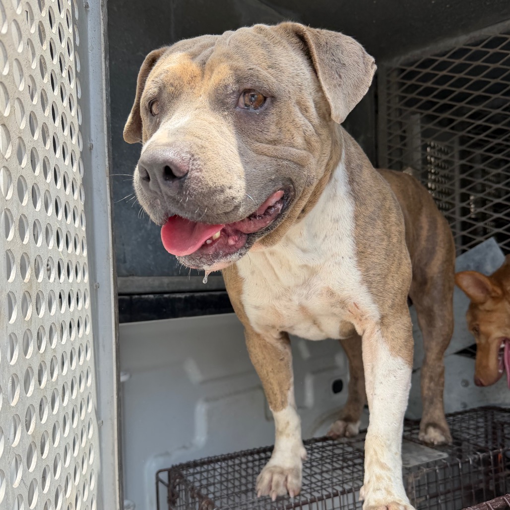 NORMAN - Terrier, Pit Bull / Mixed Breed (Medium) available for adoption