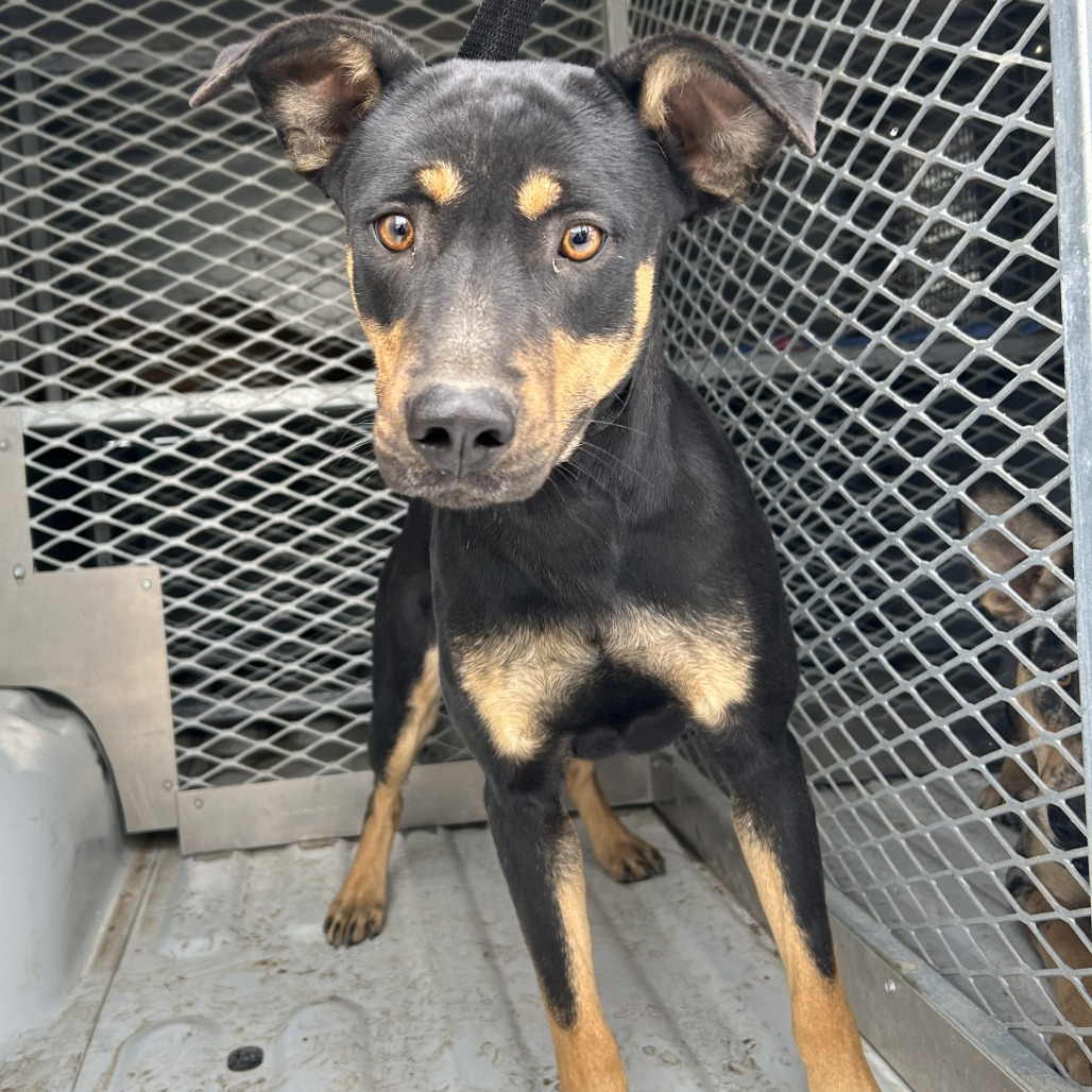 Rumble — thumbnail 11