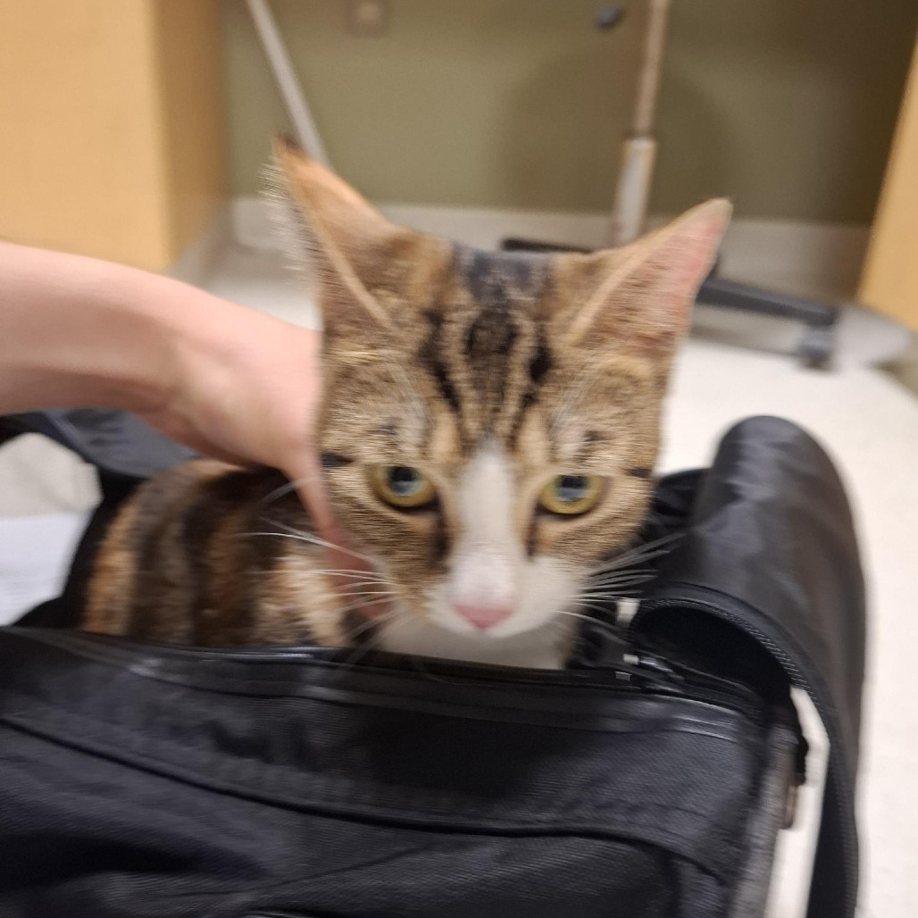 ATHENA - Domestic Shorthair available for adoption