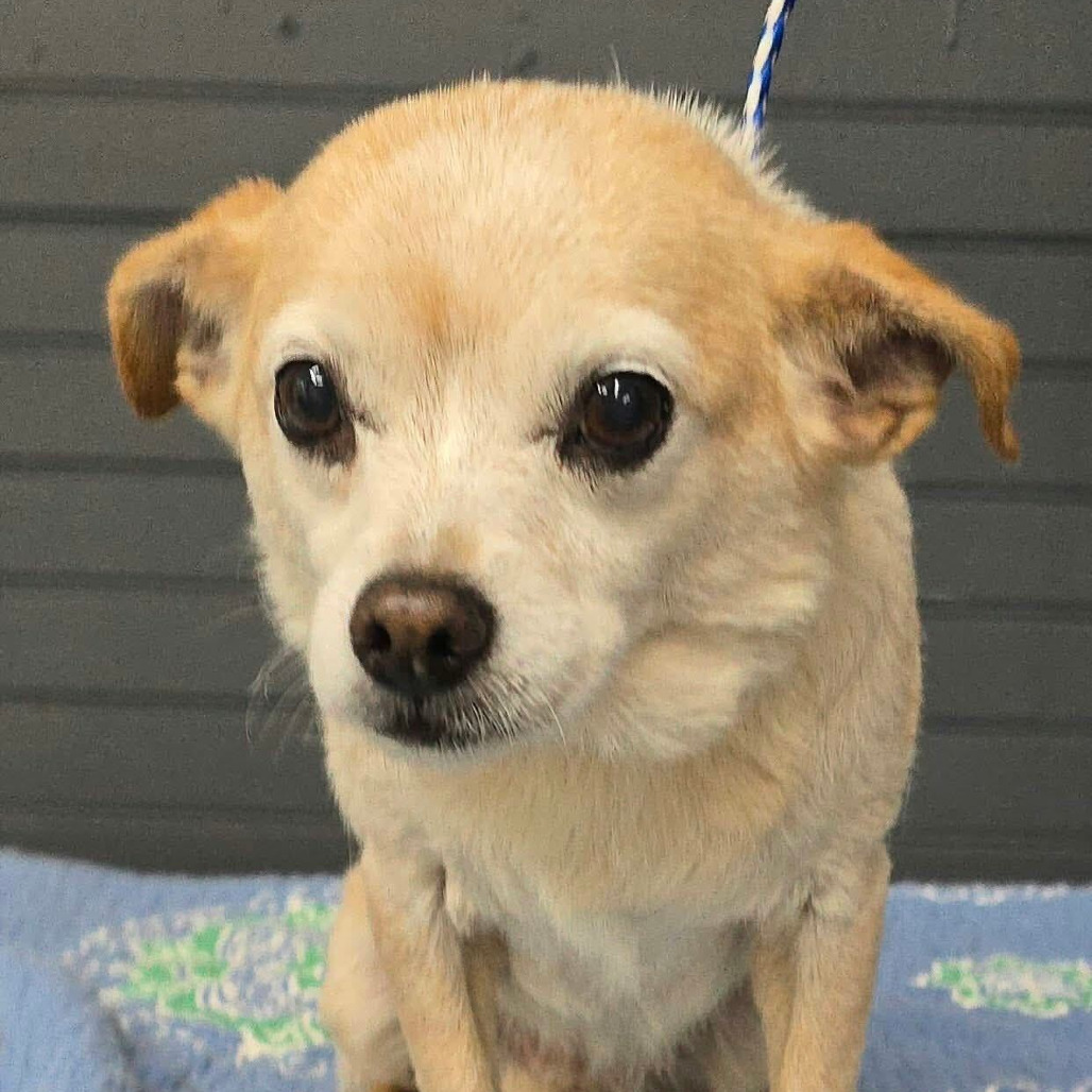 FOSTER NEEDED - Rosemary
