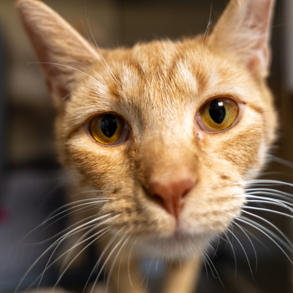 LITTLE BUG - Domestic Shorthair available for adoption