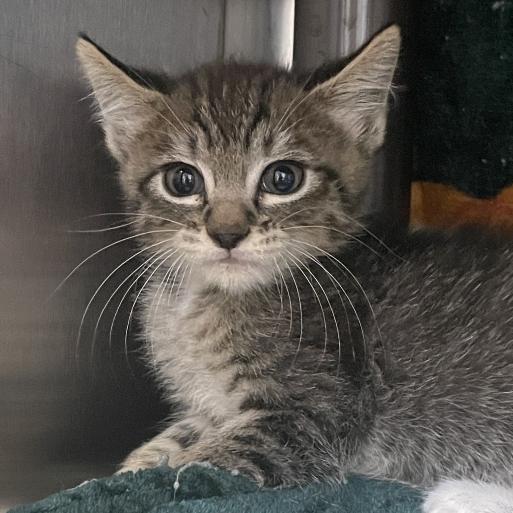 MARBLES - Domestic Shorthair available for adoption