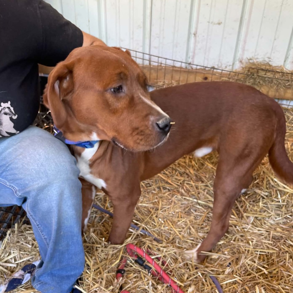 DREX - Retriever, Labrador / Coonhound, Redbone available for adoption