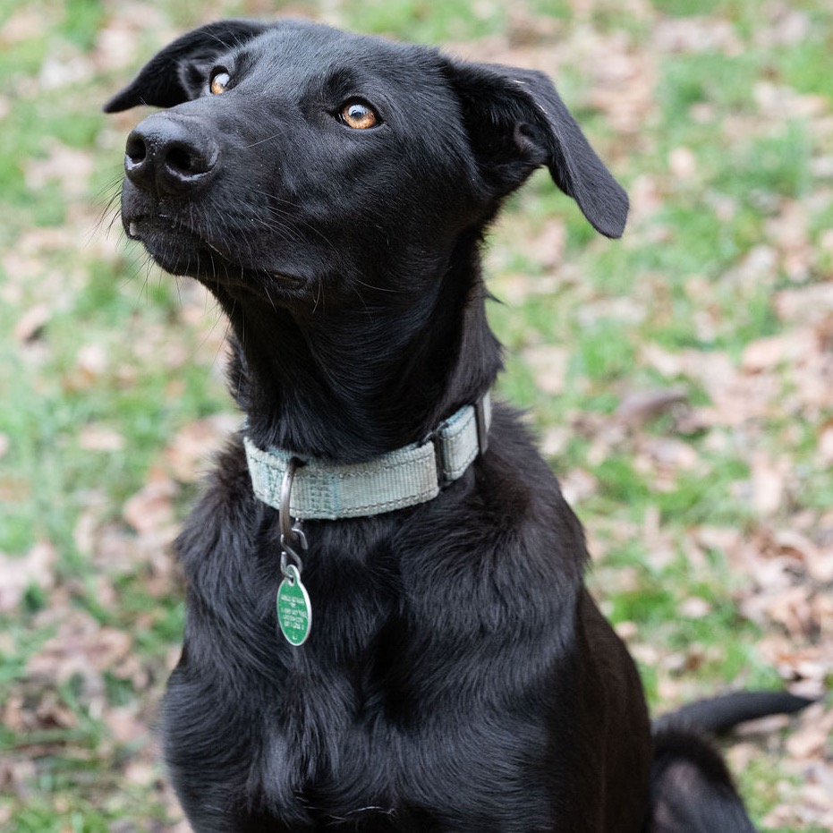 Archie, photo 2