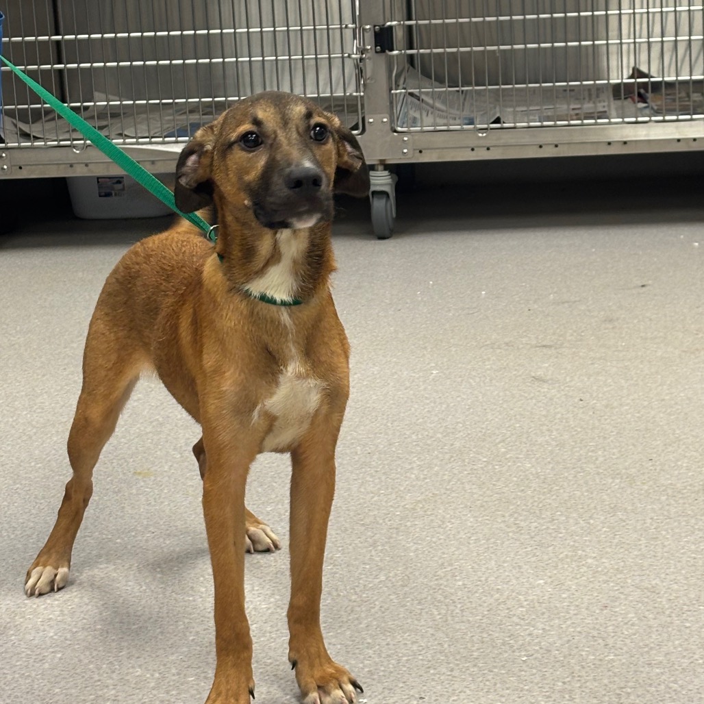 QUINCY - Hound / Retriever, Labrador available for adoption