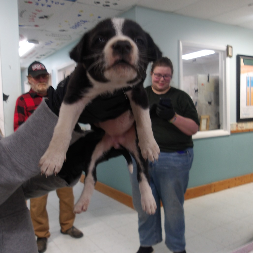 Madison *My adoption fee has been sponsored out of love for another ️ ...