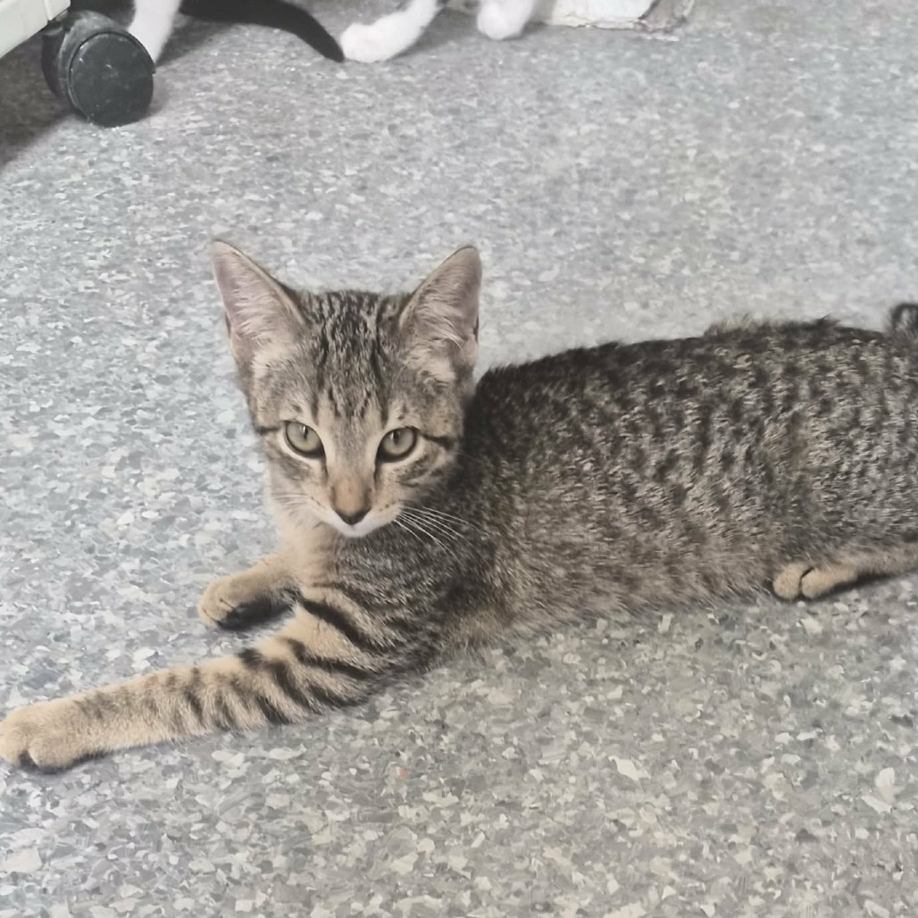 INDIA - Domestic Shorthair available for adoption