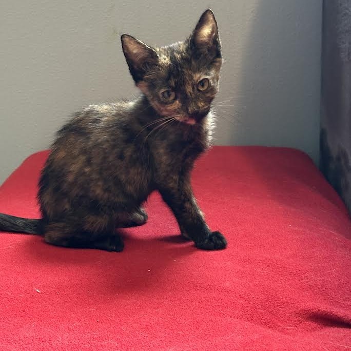 AUBREY - Domestic Shorthair available for adoption