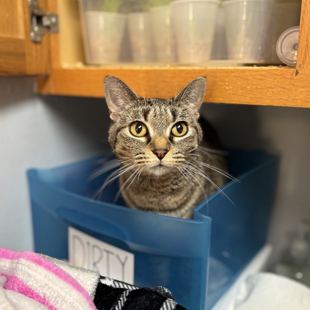 Gabbi--In Foster, photo 2