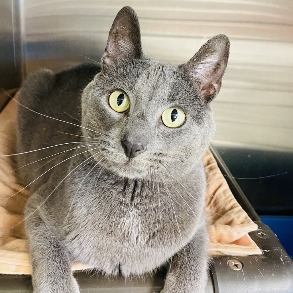 Cat Rasure Bo Bo is available for adoption at Animal Rescue Friends