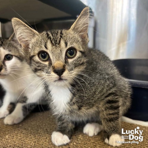 BAILEE - Domestic Shorthair available for adoption