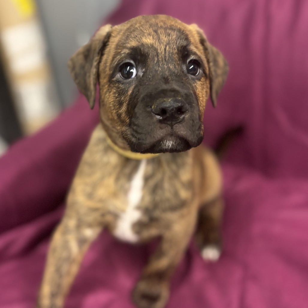 Max
