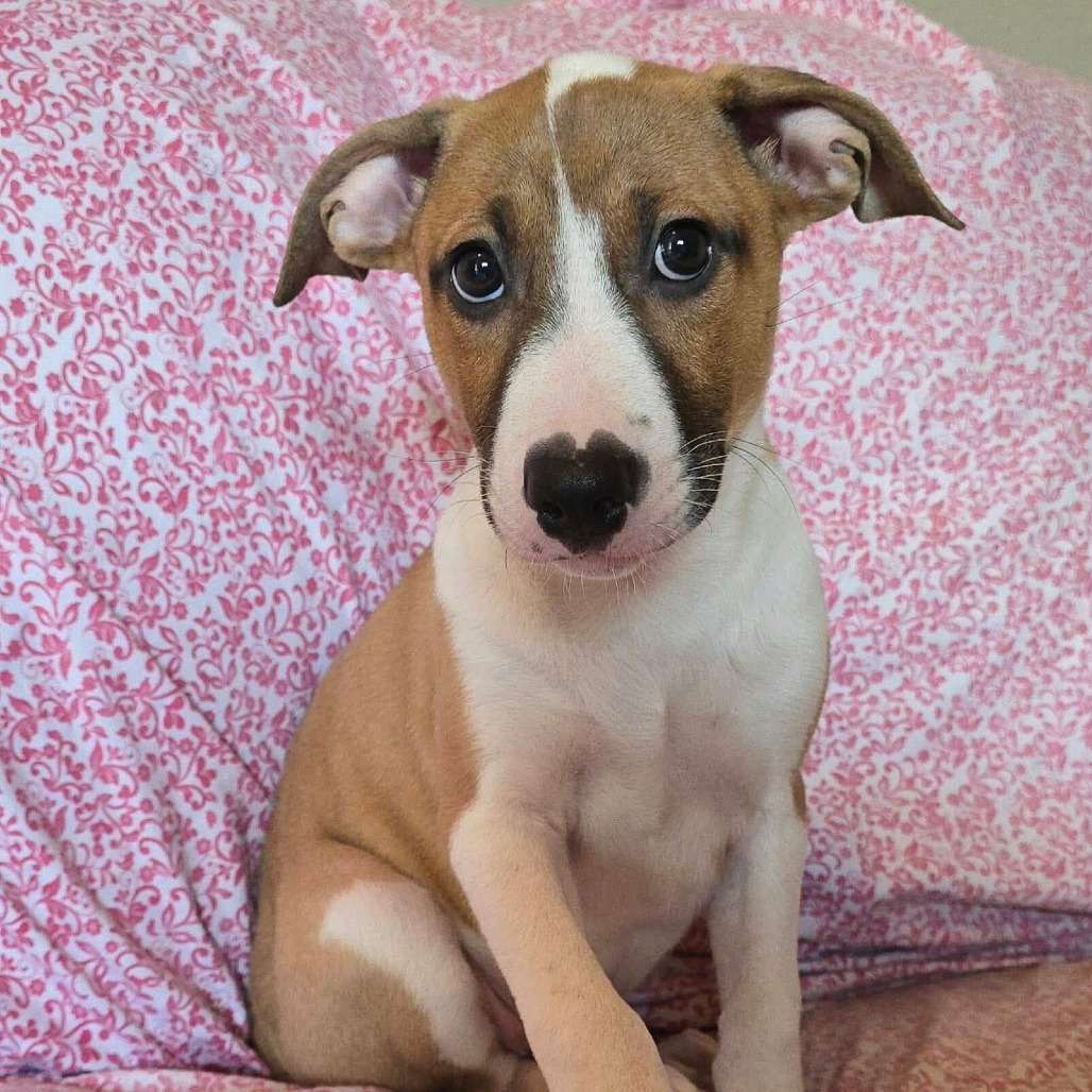 FOSTER NEEDED - H Puppy 2