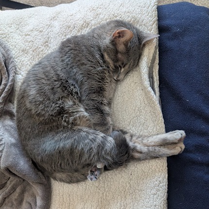 Peanut C12781