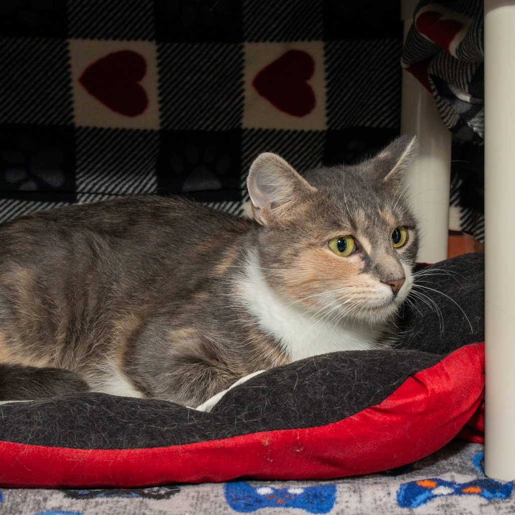 Nutmeg, photo 2