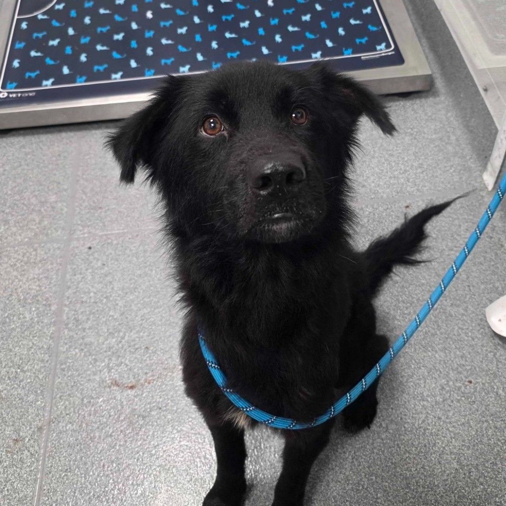 Maxwell, a Shepherd, Australian / Mix
