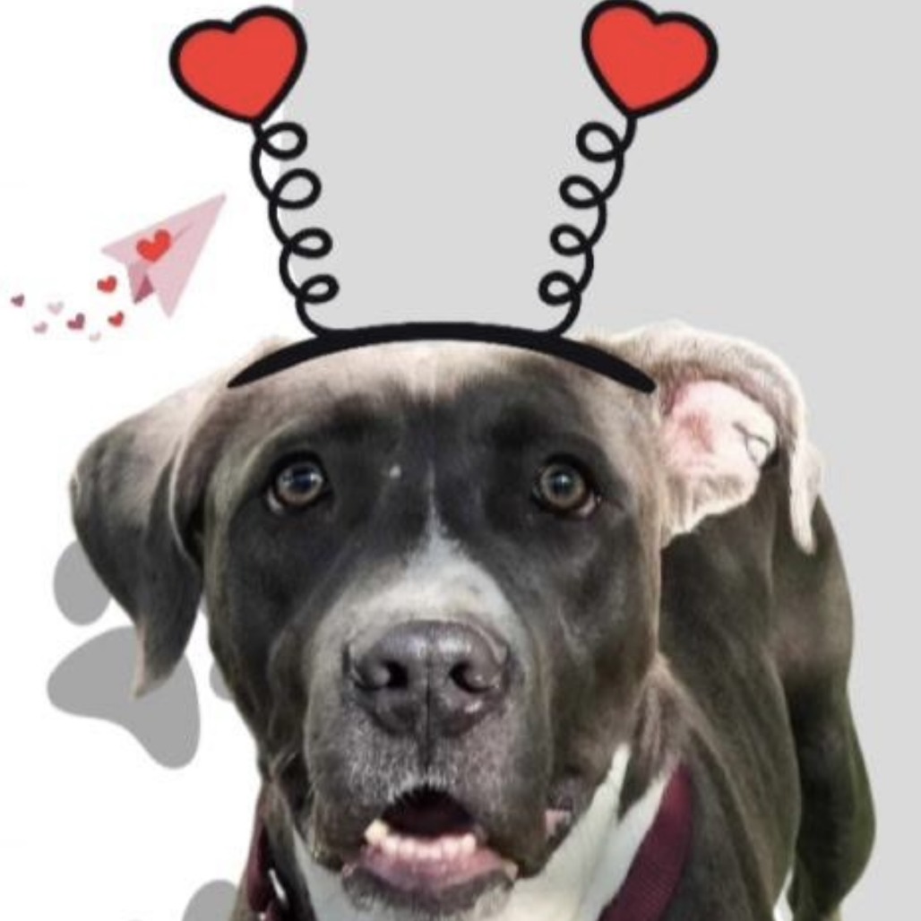 Lily — thumbnail 2