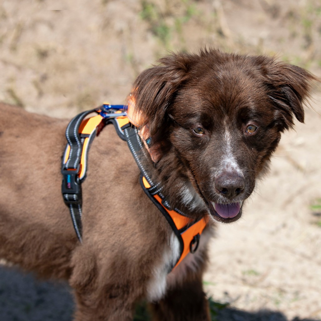 VEGA (AP26-127) - Retriever, Labrador / Mix available for adoption