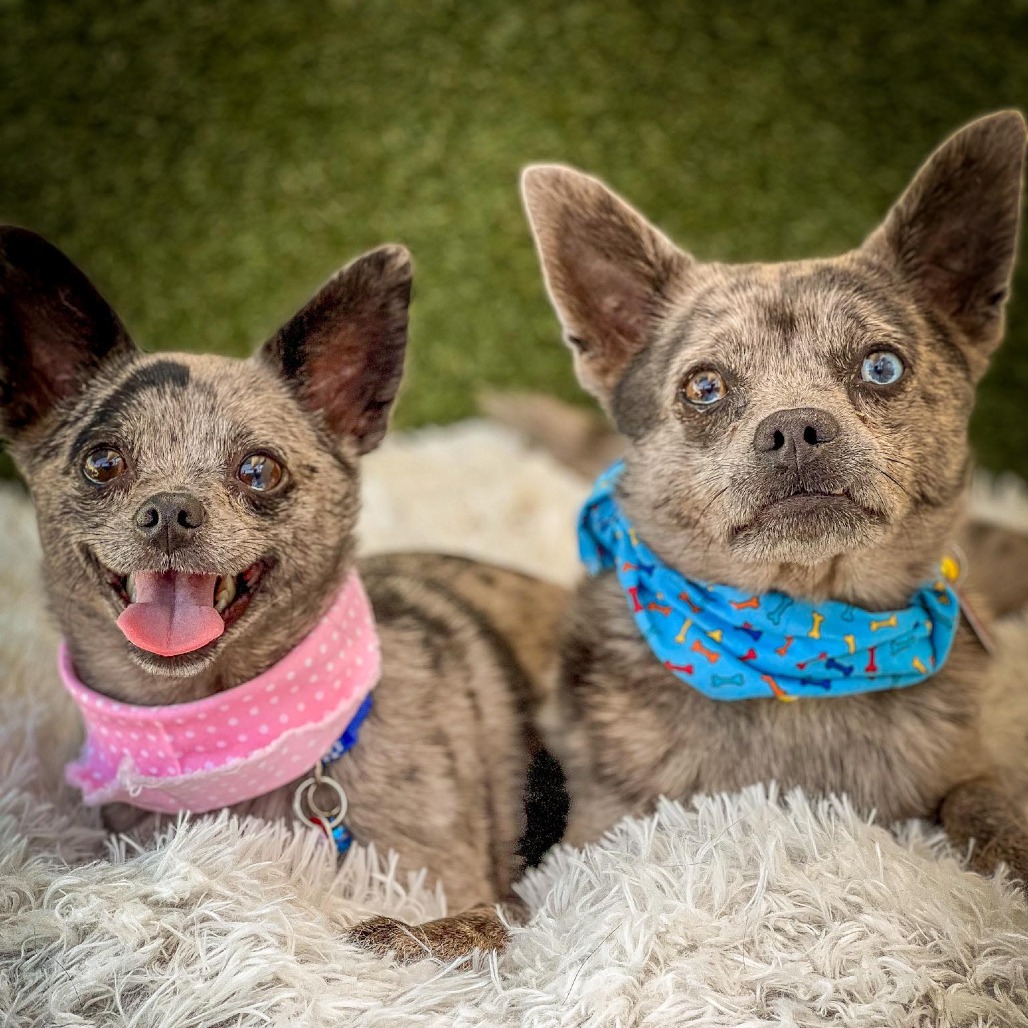 Sebastian bonded with Ariel