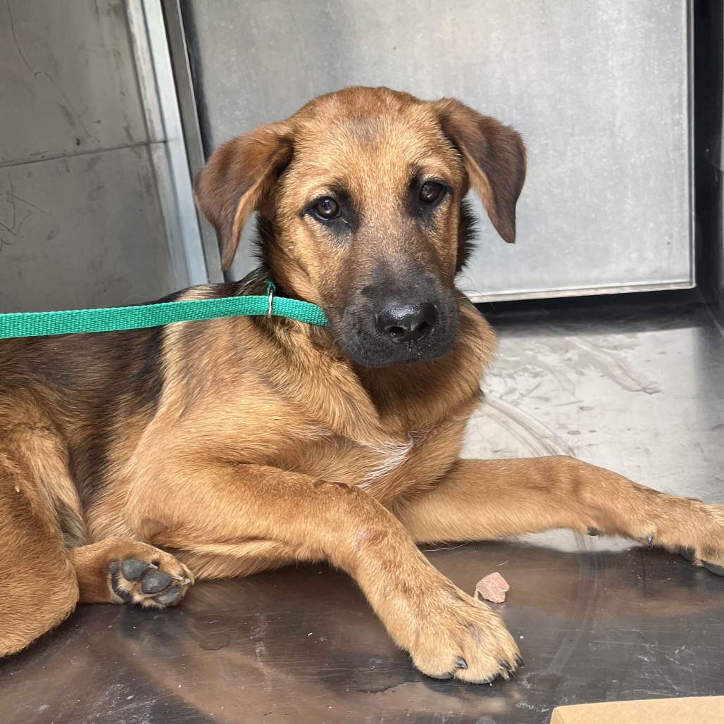 PAPAYA - Shepherd / Mix available for adoption