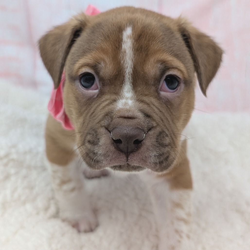 Casanova — thumbnail 4