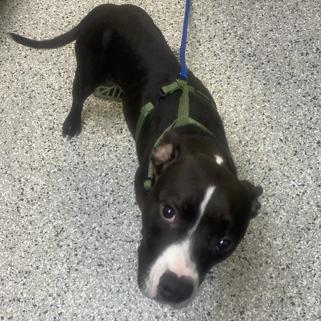 SHAWTY - Boxer / Mix available for adoption