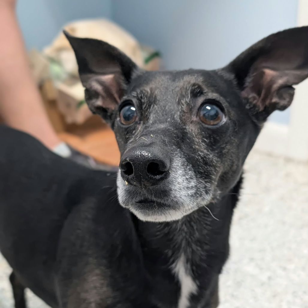 EMBER - Chihuahua / Short Coat available for adoption