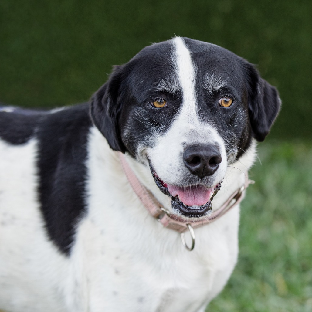 Daisy, an adoptable dog at SPCA-BC