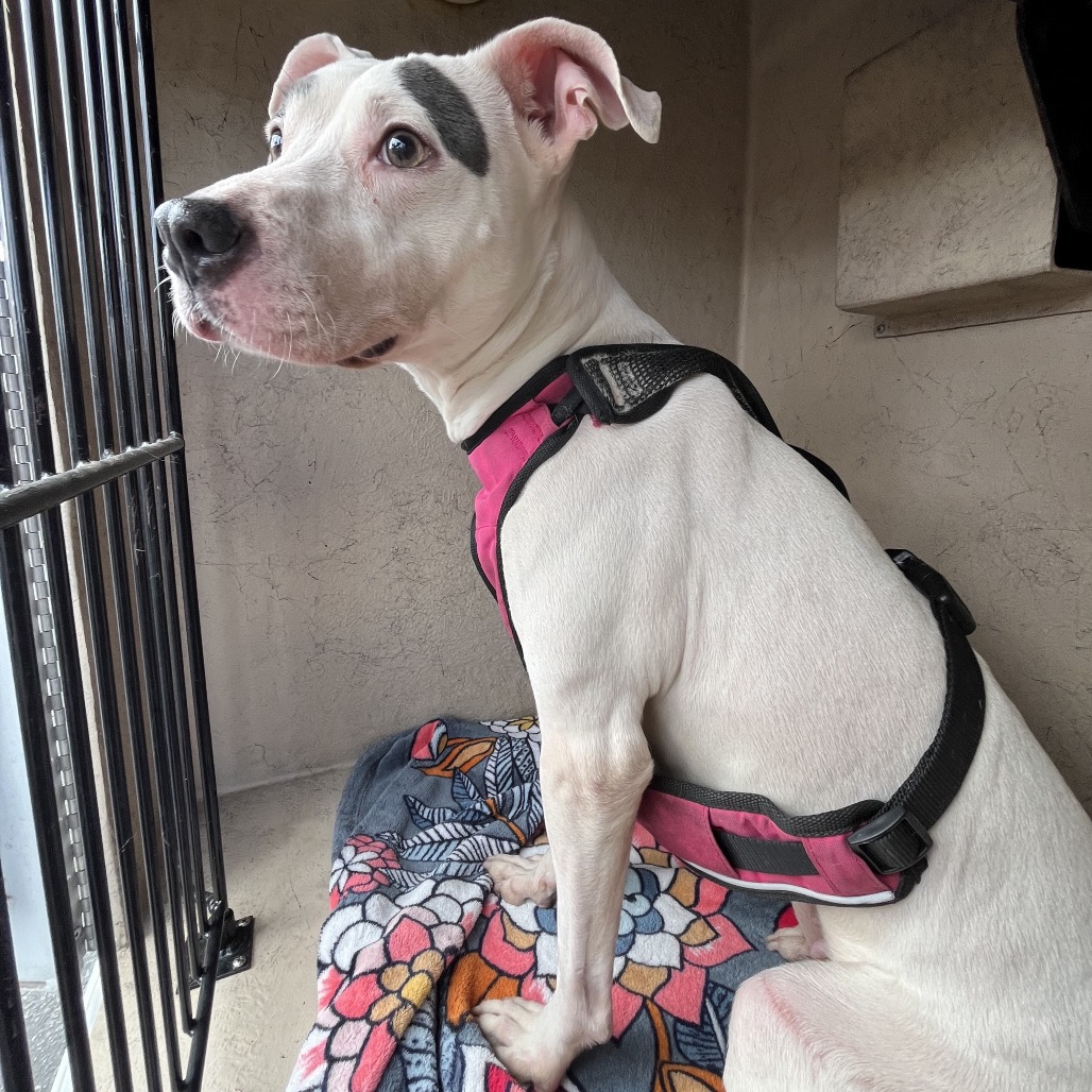 Judge Judy — thumbnail 3