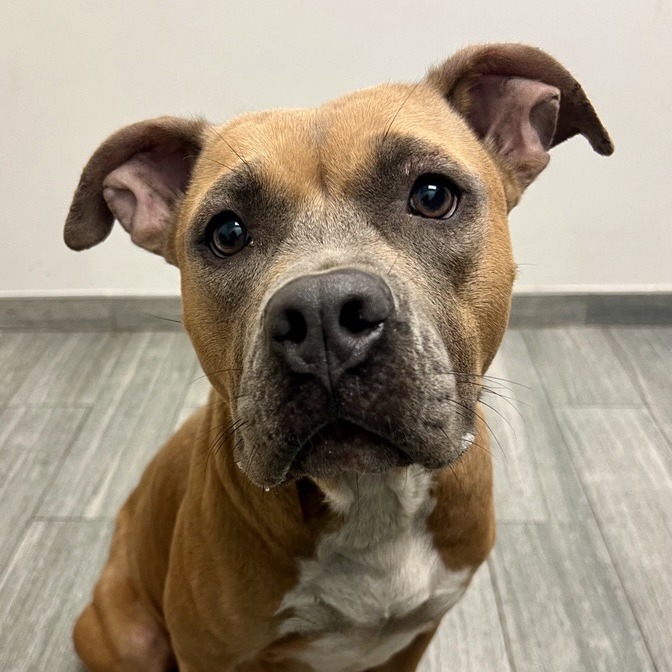 Nala