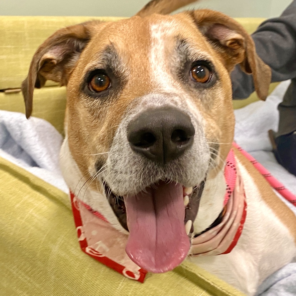 SAMMY - Mixed Breed (Large) available for adoption