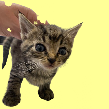 Tusc Stray 82187