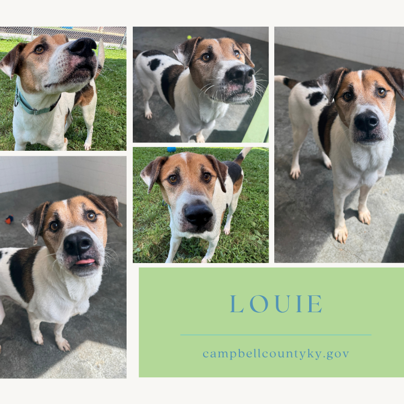 Louie