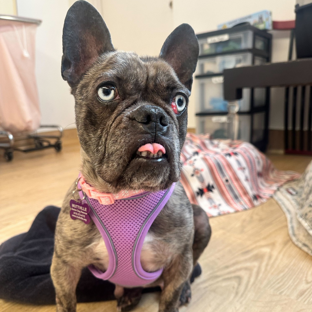 Vine 13851 — thumbnail 3