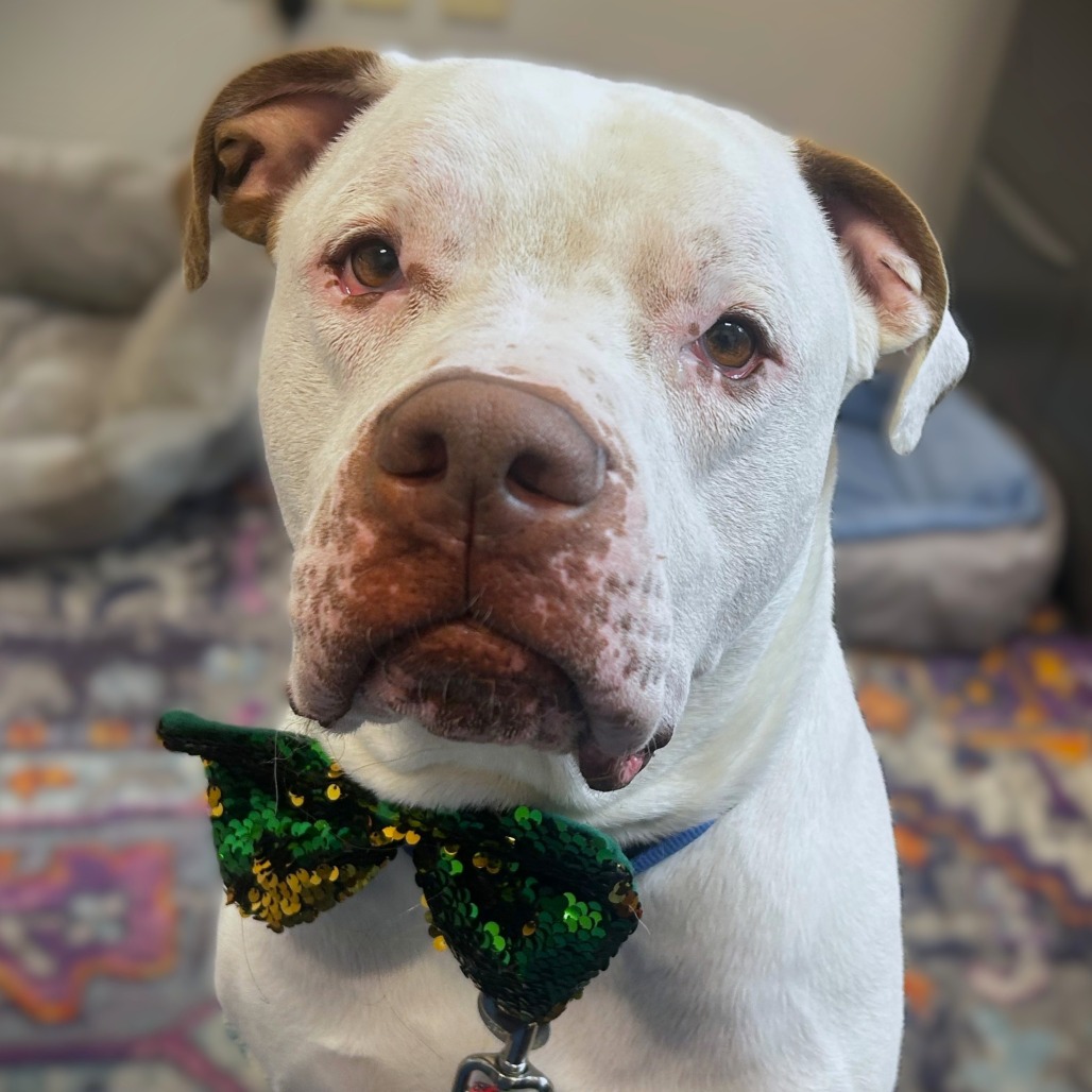 ZEUS - Mixed Breed (Large) available for adoption