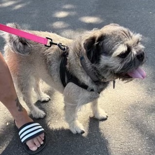 Bruiser, photo 3