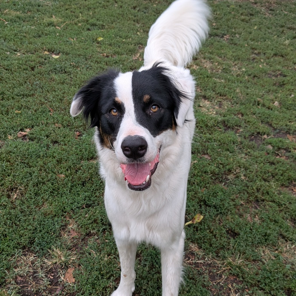 Patch
