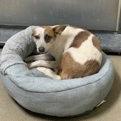 Kennel#24 Amber's preview photo