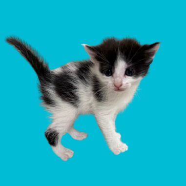  Photo of TUSC-Stray-82275