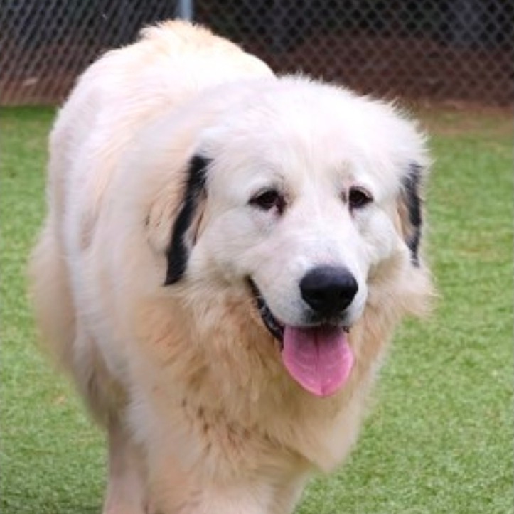CT Athena the pyr