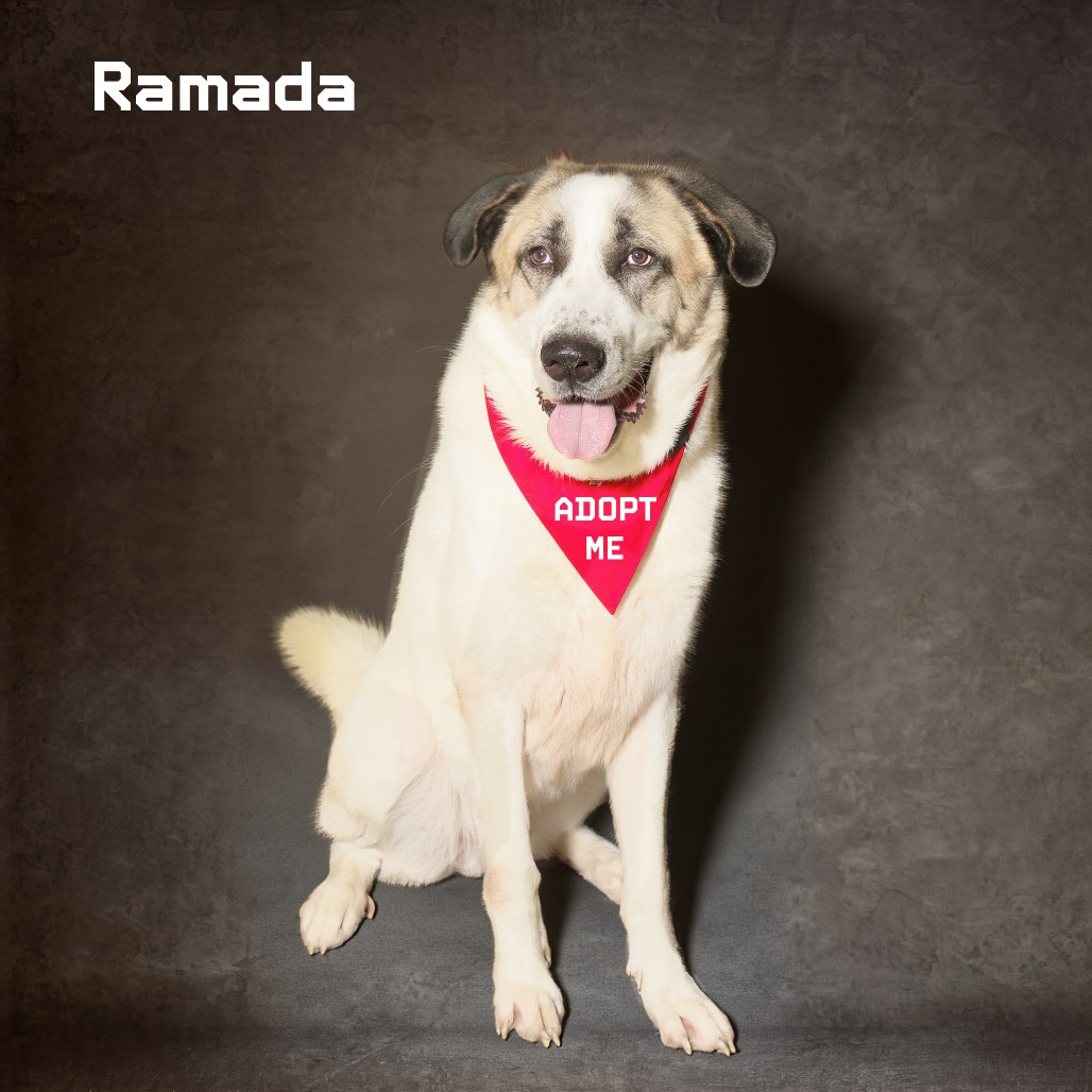 Photo of Ramada