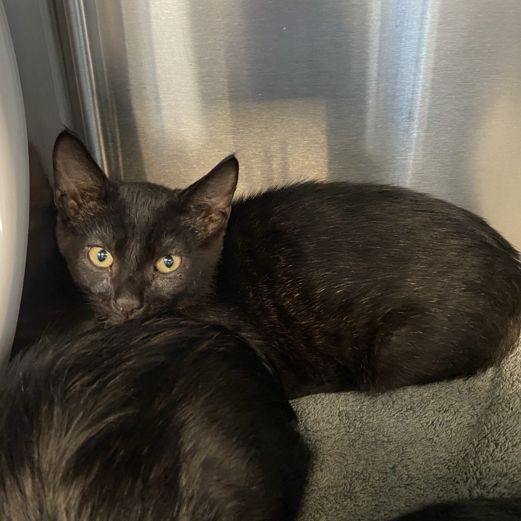 GERBERT - Domestic Shorthair available for adoption