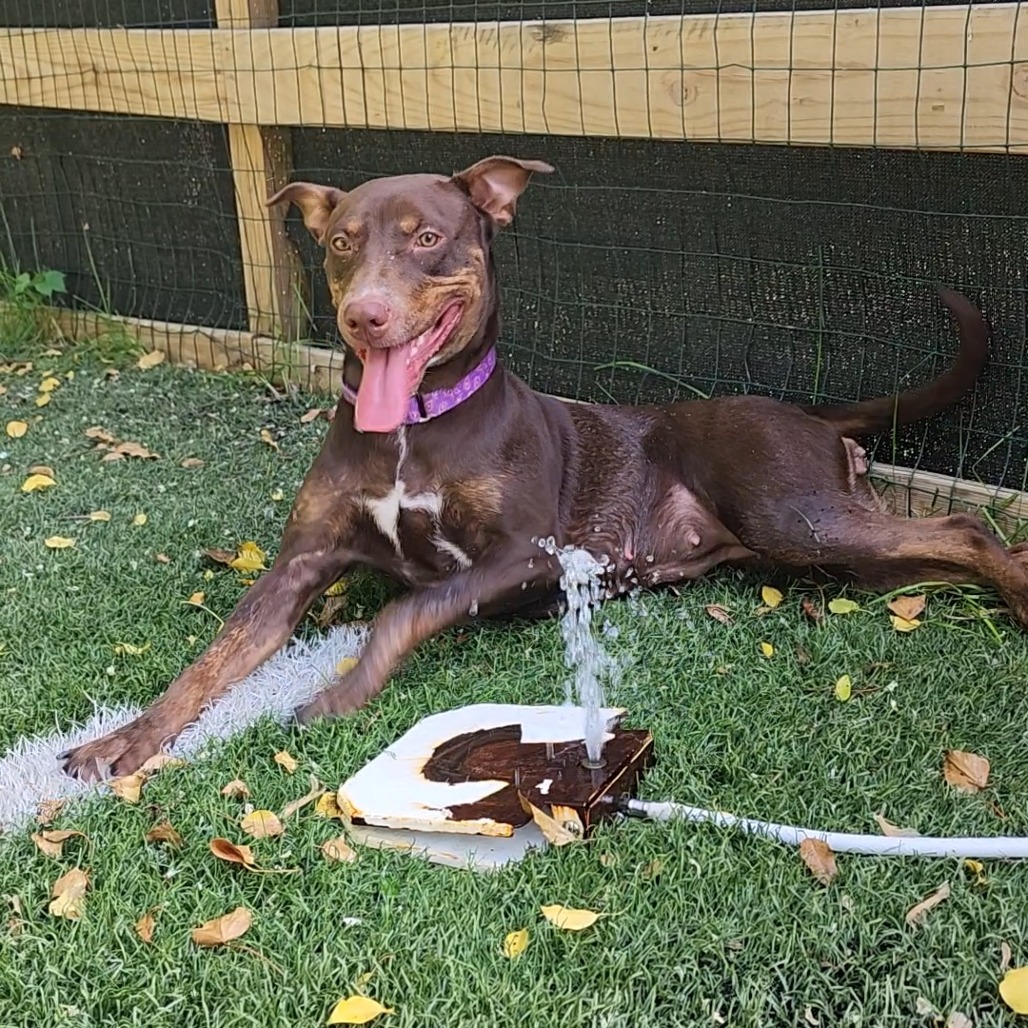 QUEEN CHARLOTTE - Pinscher, Doberman / Retriever, Labrador available for adoption