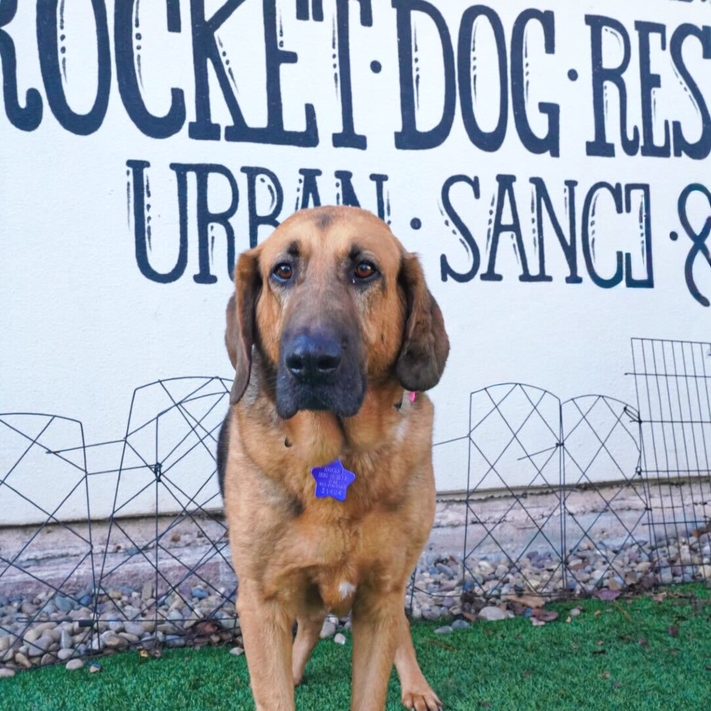 Albert — thumbnail 4